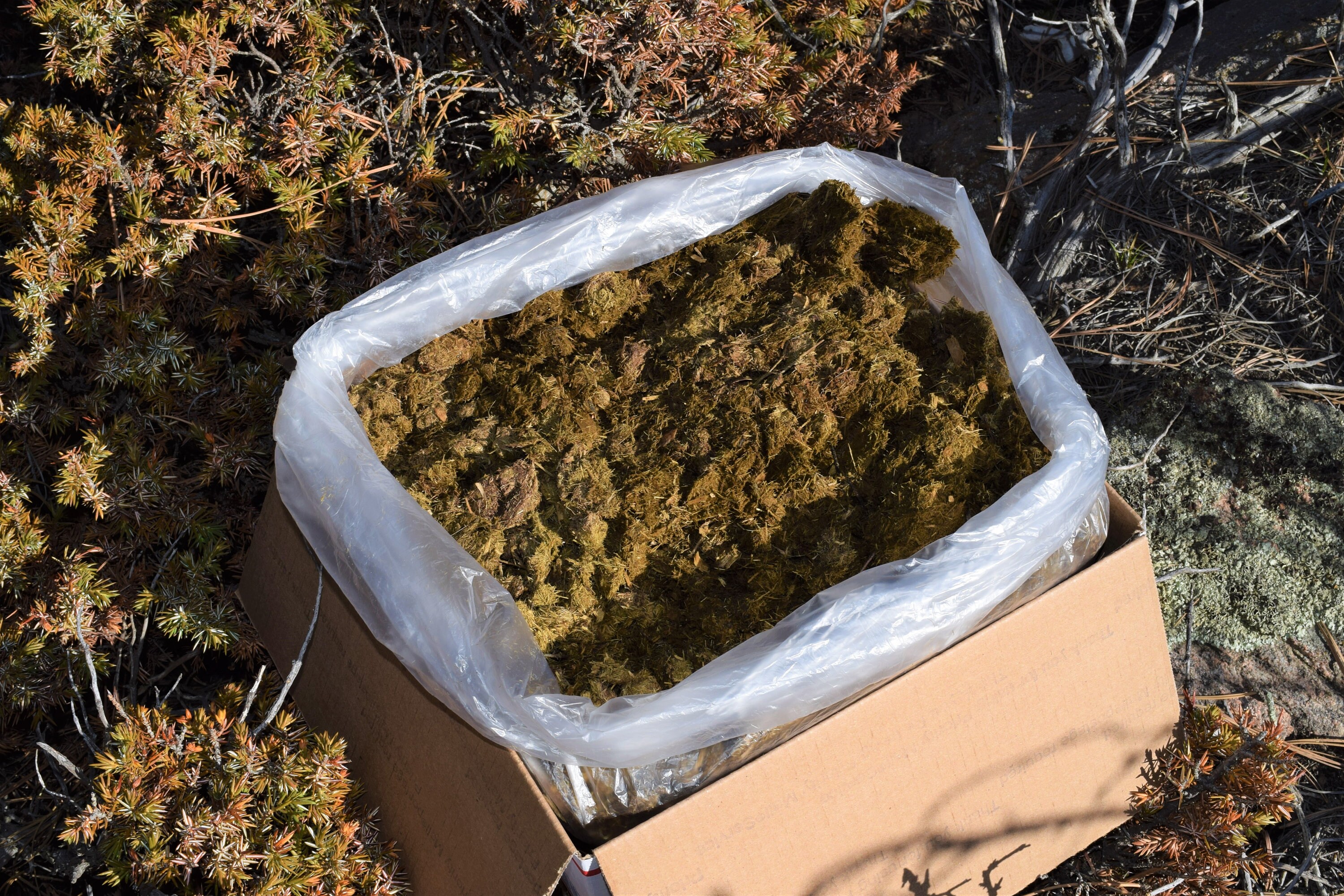 Fresh Raw Horse Manure Compost Kickstarter Organic Etsy