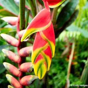 Könnte beinhalten: Nahaufnahme einer roten und gelben tropischen Blume mit grünen Blättern im Hintergrund.