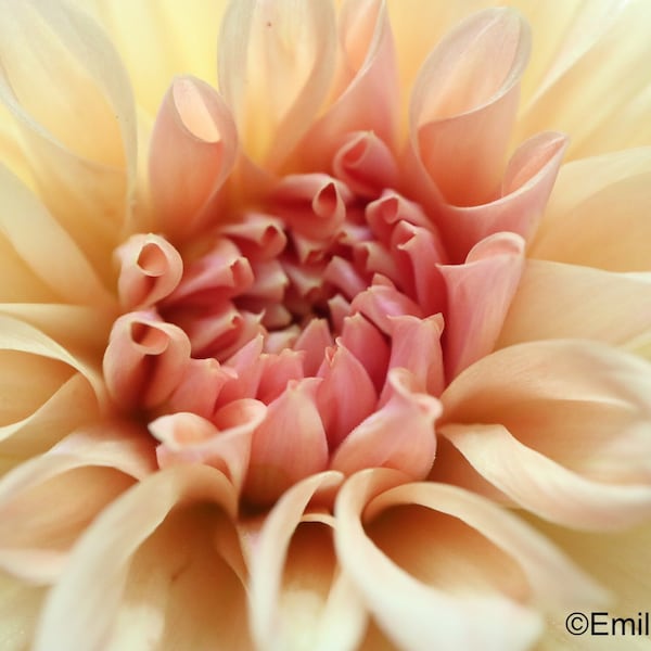 Macro Dahlia Digital Download Photo 2 / Flower Photos / Digital Prints / Macro Photography