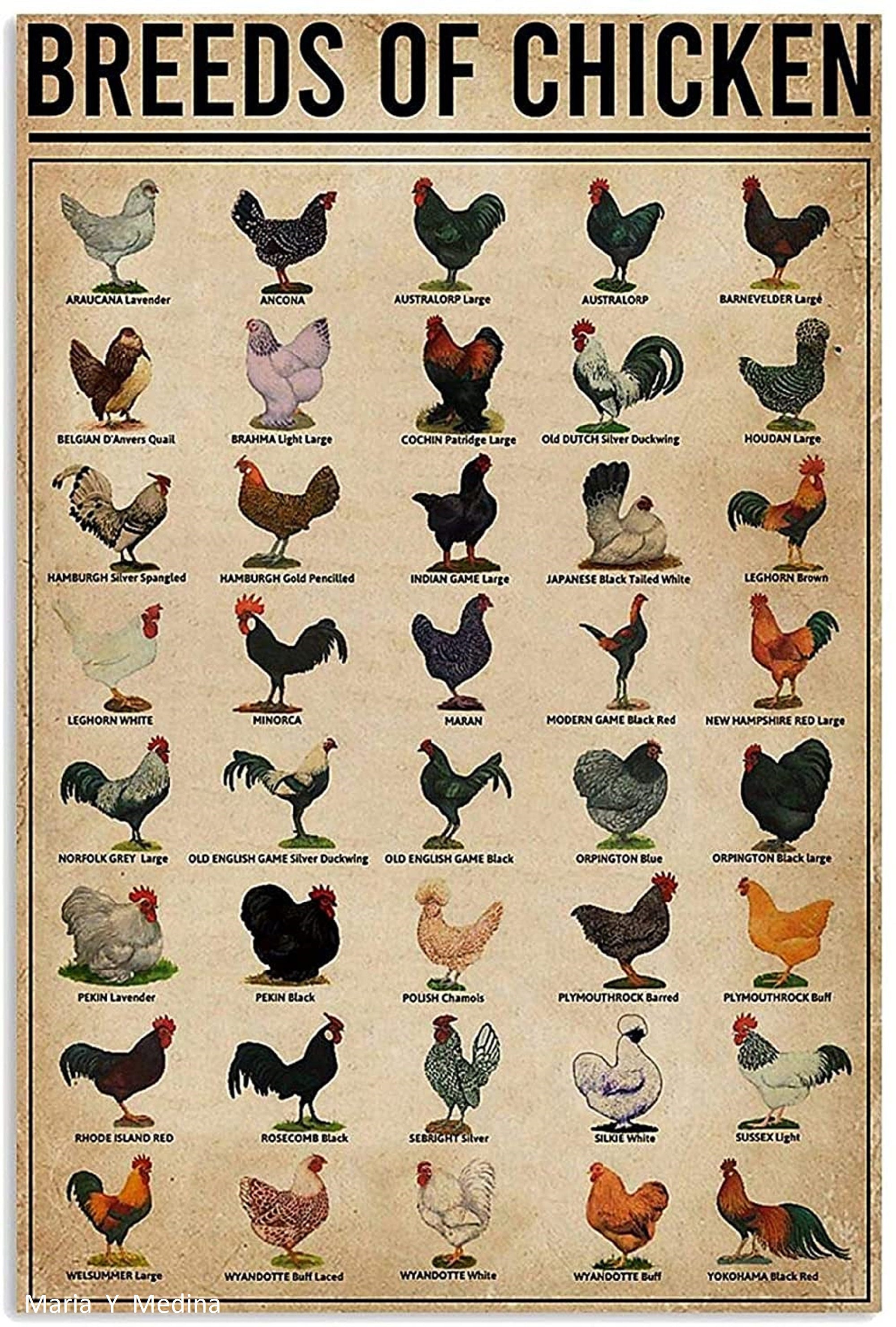 Diversity Breeds of Chicken White Poster Poster Wall Art Etsy