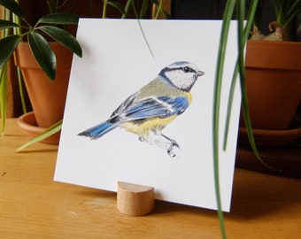 Postcard 14x14cm | Naturalistic illustration | bird | Blue Mesange - Cyanistes caeruleus