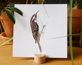 Postcard 14x14cm Naturalist illustration Bird Wood climbing - Certhia familiaris