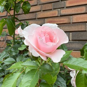 Disease Resistant Climbing Rose fresh cuttings.