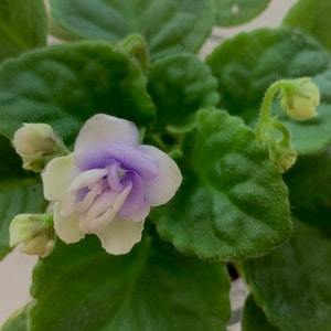 May include: An African violet plant featuring a single ruffled flower with white and light purple petals. The plant has multiple dark green, fuzzy, rounded leaves and several small, unopened flower buds emerging from the centre foliage.