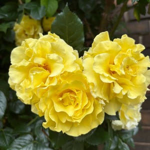 May include: A cluster of bright yellow roses, showing multiple blooms with layered petals. The flowers are surrounded by green leaves and stems. A blurred brick wall forms the background.