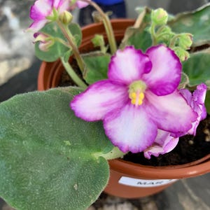 May include: A potted African violet plant with purple and white flowers and green leaves. The plant is in a brown plastic pot. The flowers have a yellow centre. The plant is a houseplant.