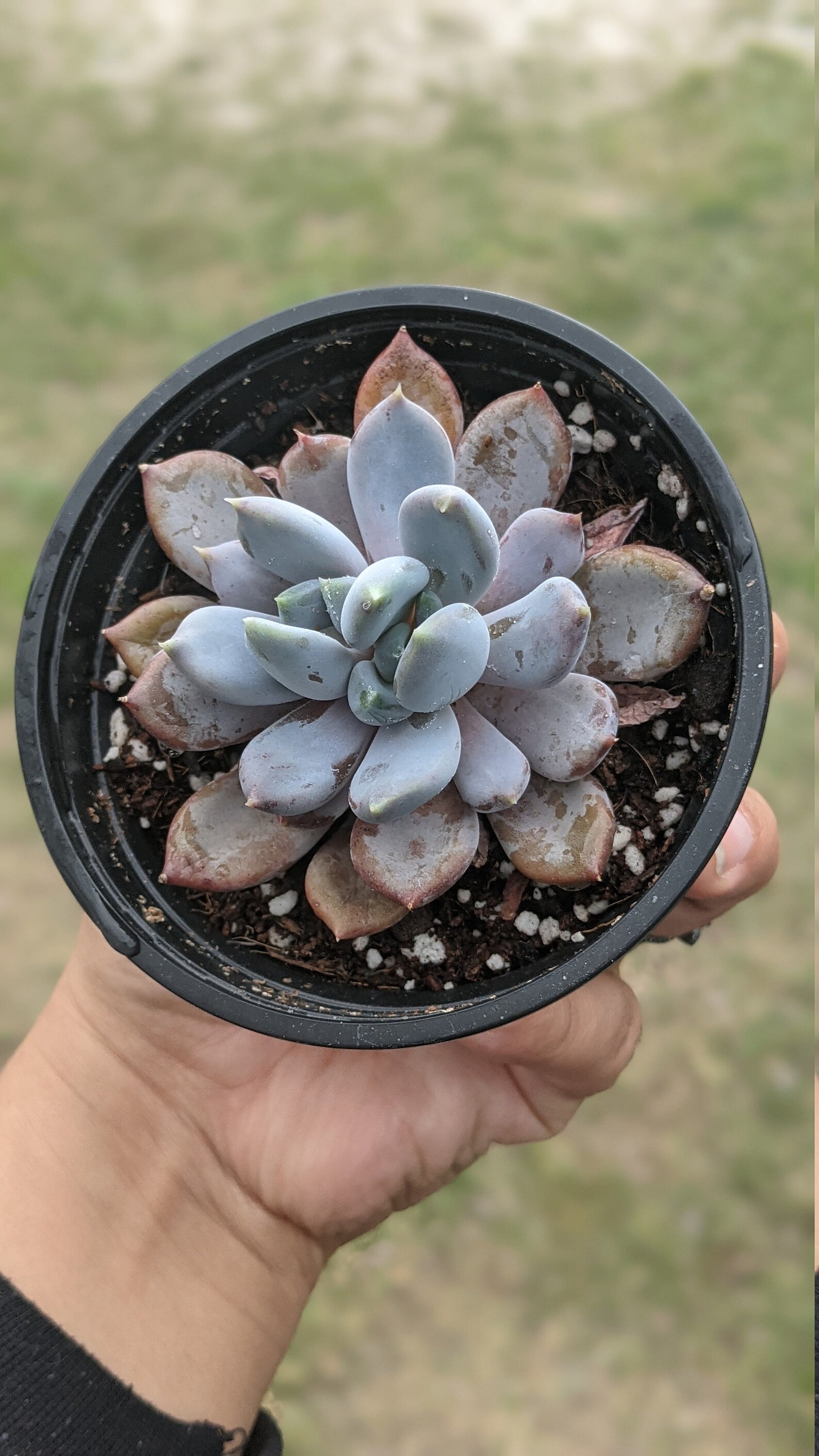 Echeveria Draco Etsy