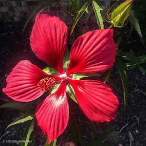 Texas star hibiscus
