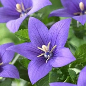 Blue Balloon Flower Seeds