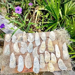 Natural oyster Shells perfect crafting decoupage bulk oyster shells