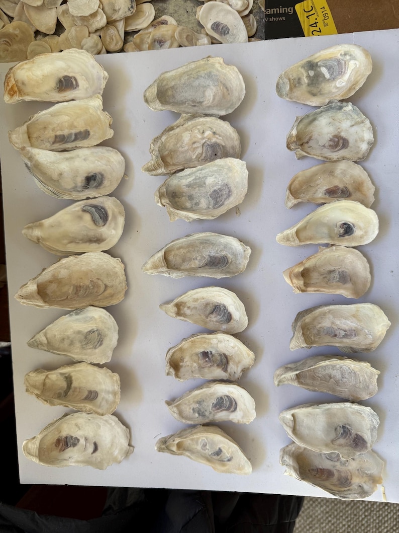 Spoot Shell Natural Oyster Shells: South Carolina Crafting Shells for DIY - Etsy