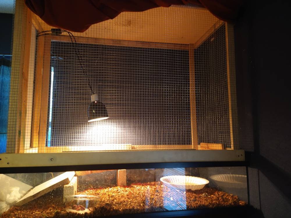 Iguana Cage for sale Only 4 left at 65