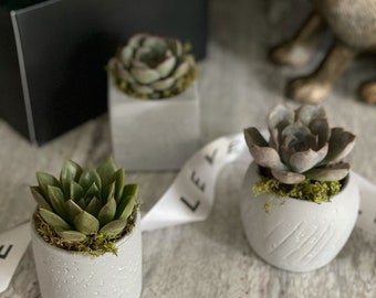 Luxe Succulent Gift Box: Succulent Trio in Mixed Greywash Pots- Perfect Birthday Gift/ Corporate Gift/ Thank You Gift/ Sympathy Gift