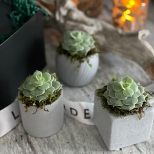 May include: Three small gray concrete pots with succulents planted in them. The pots have a speckled texture and are sitting on a light wood surface.