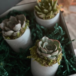 Luxe Succulent Gift Box: Succulent Trio in Cylinder Greywash Pots- Perfect Birthday Gift/ Corporate Gift/ Thank You Gift/ Sympathy Gift