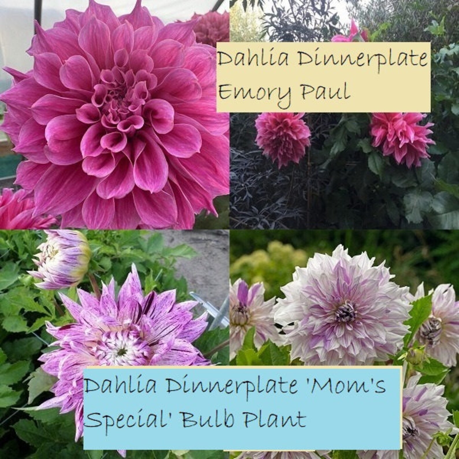 4 Kinds Dahlia Bulb for Planting Dahlia Emory Paul Mom's Etsy