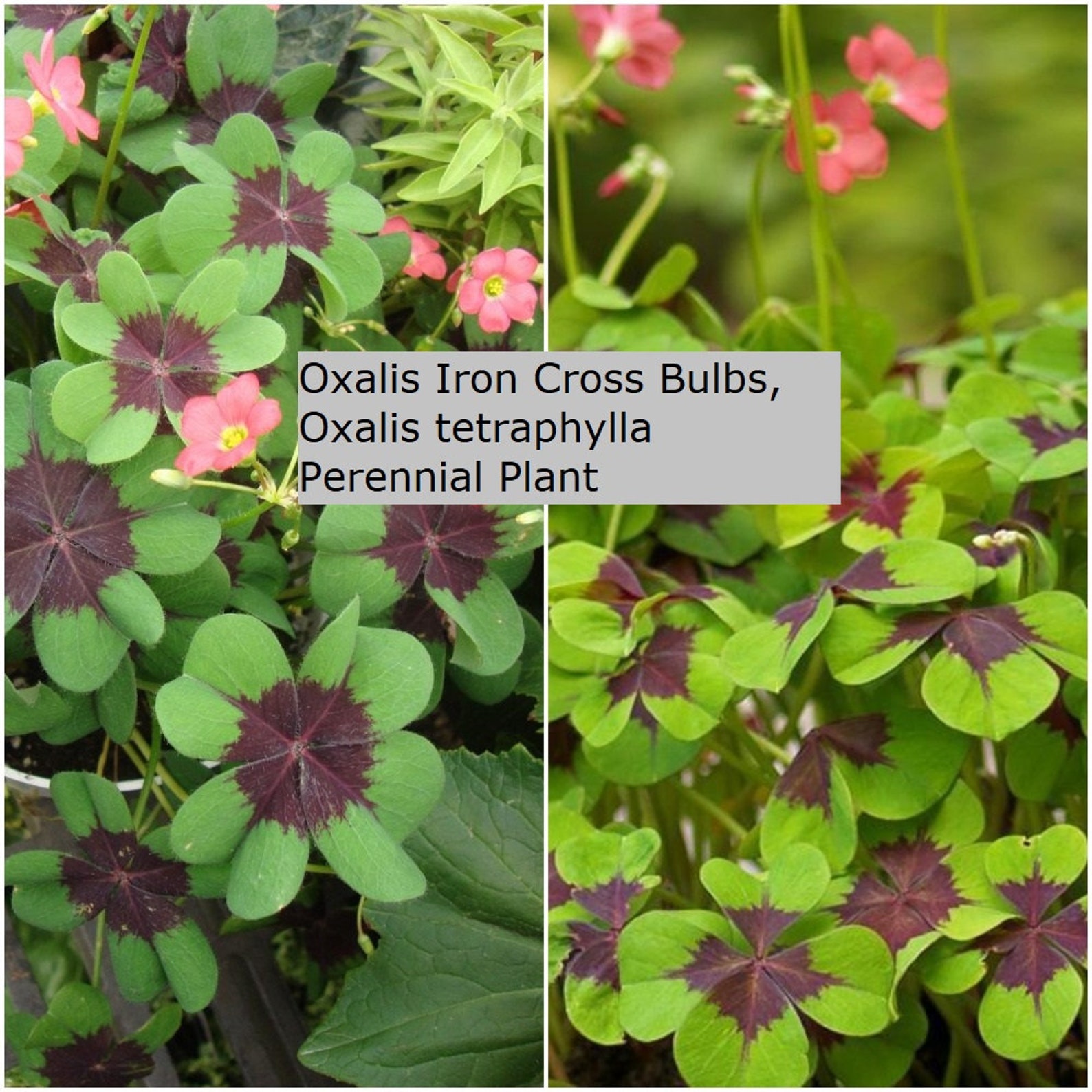 Oxalis Iron Cross Bulbs Oxalis Tetraphylla Perennial Plant Etsy