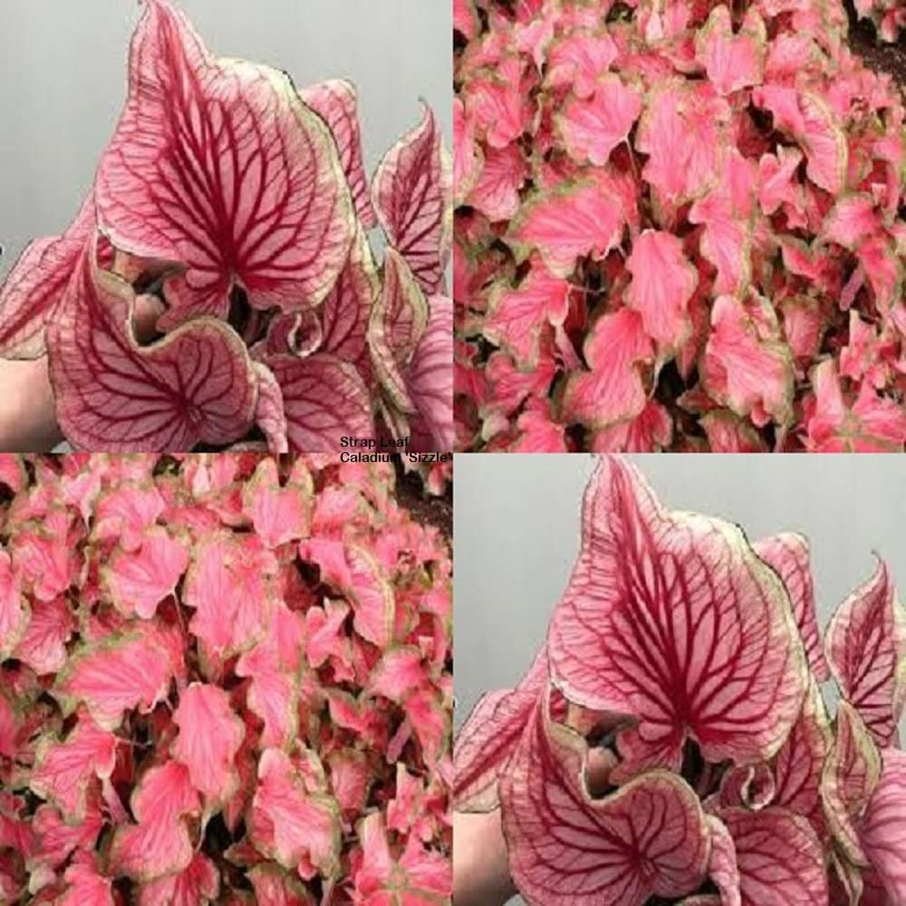 Caladium 'Sizzle' Size 2 Bulb Strap Leaf Perennial | Etsy