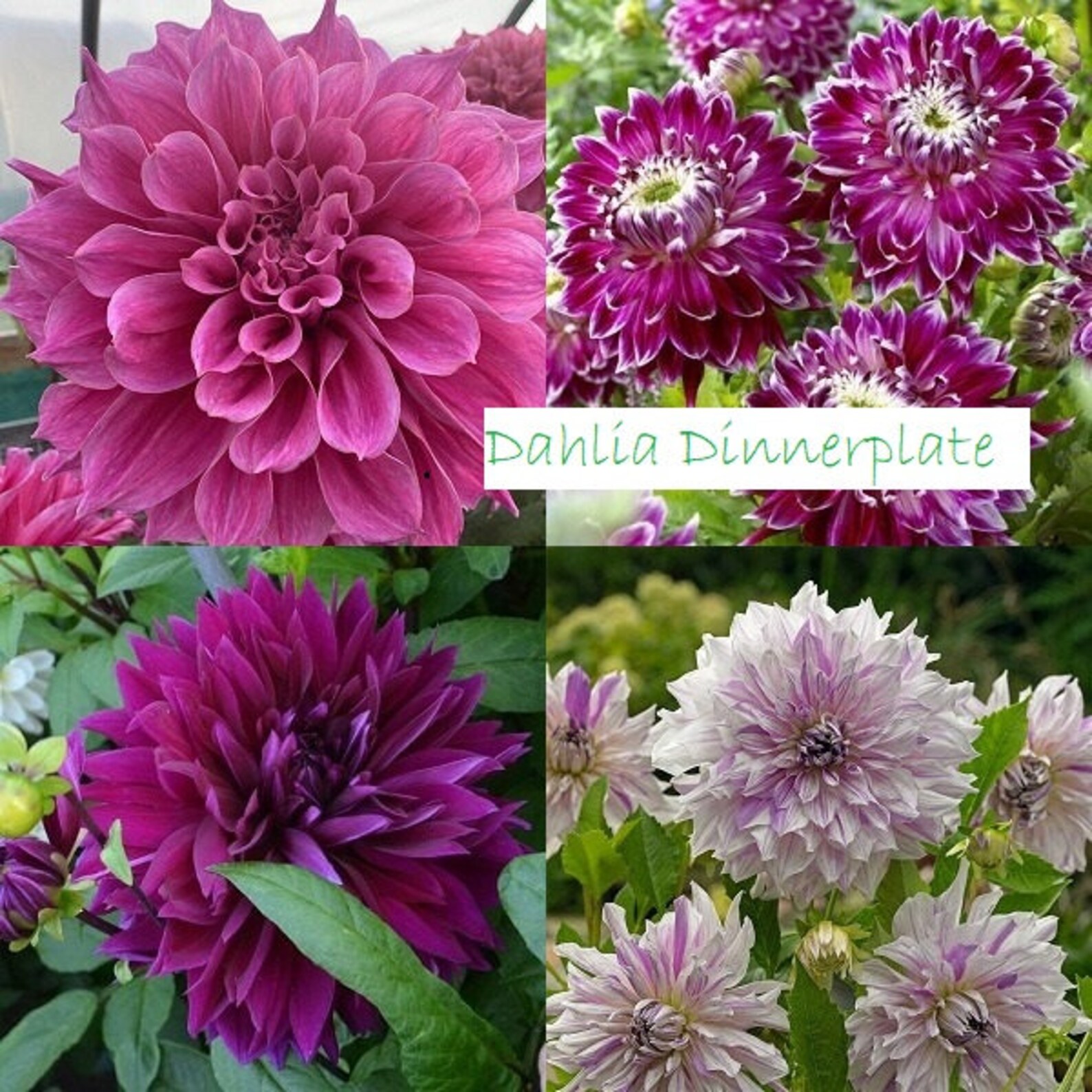 4 Kinds Dahlia Bulb for Planting Dahlia Emory Paul Mom's Etsy