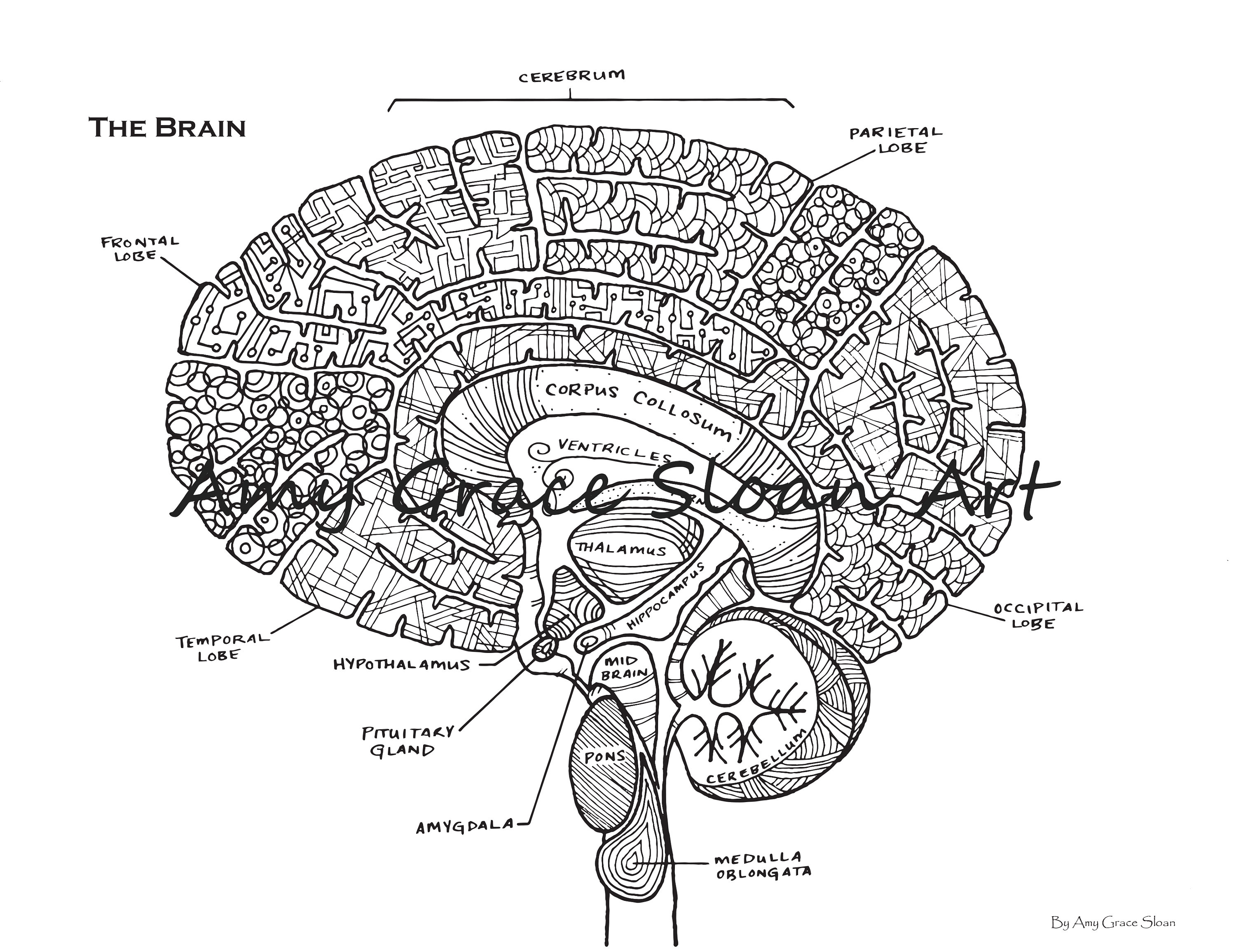 Human Anatomy Coloring Pages - Etsy