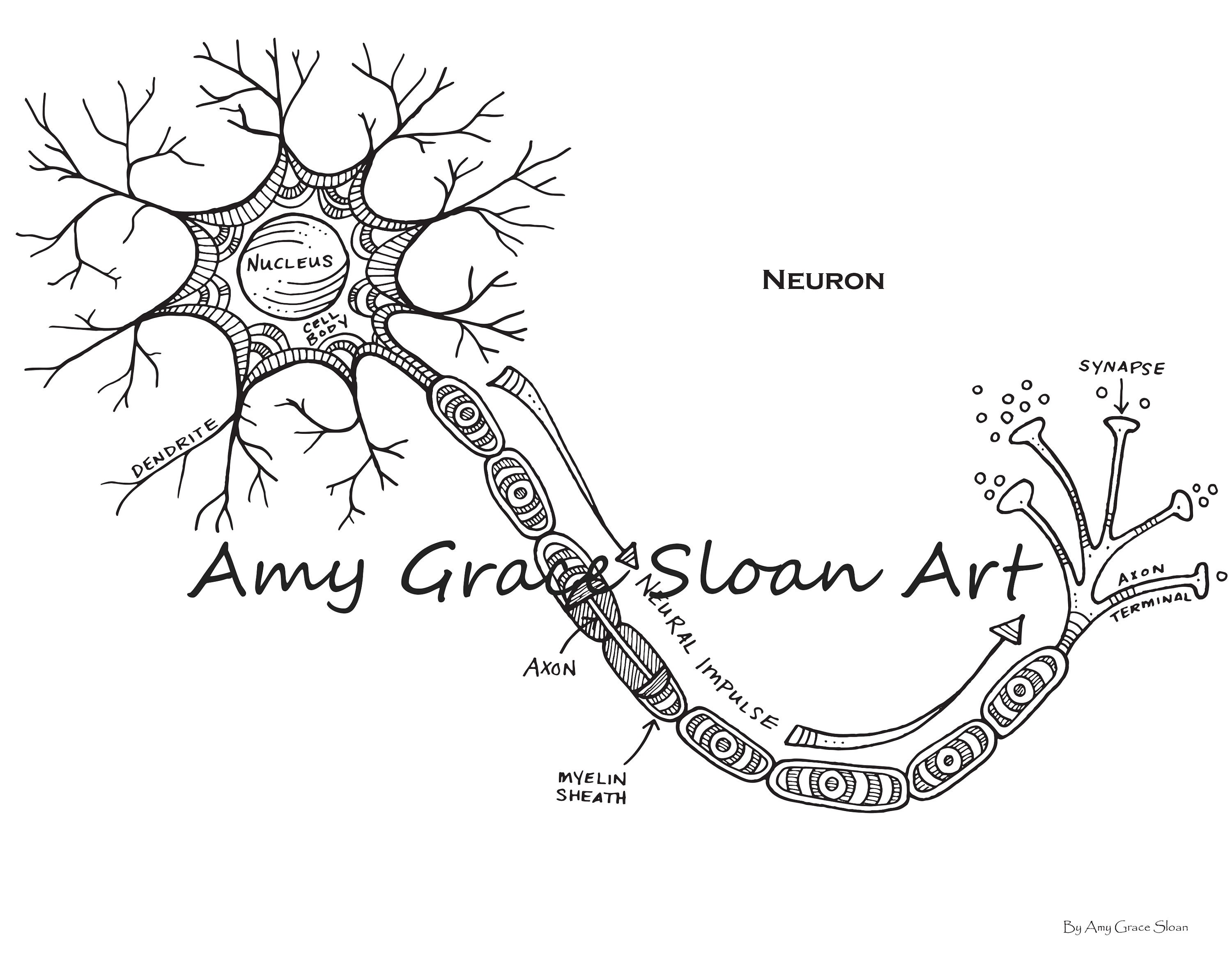 Human Anatomy Coloring Pages | Etsy
