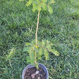100 Organic Leucaena Leucocephala seeds Lead Tree, River tamarind, Ipil-Ipil ,Home grown in California USA, Harvested summer 2023 image 6