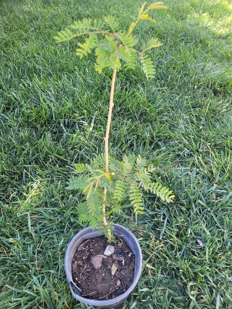 100 Organic Leucaena Leucocephala seeds Lead Tree, River tamarind, Ipil-Ipil ,Home grown in California USA, Harvested summer 2023 image 6