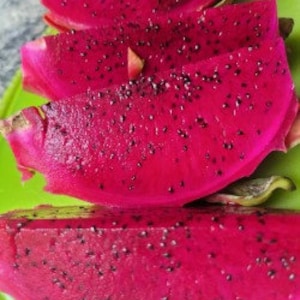 100+ Red dragon fruit seeds (Pitaya,Hylocereus costaricensis),CA ,Free shipping(International requires minimum 2 order for free shipping)