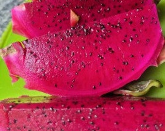 Más de 100 semillas de pitaya roja (Hylocereus costaricensis), CA, envío gratis (internacionalmente se requiere un mínimo de 2 pedidos para envío gratis)
