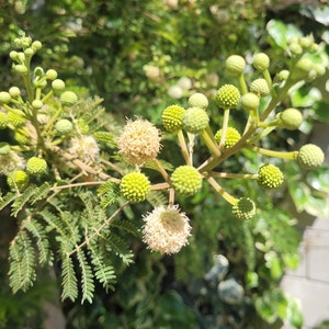 100 Organic Leucaena Leucocephala Seeds Lead Tree, River Tamarind, Ipil ...