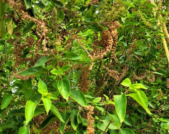100+ Organic  Ocimum Gratissimum  Seeds,African Tree Basil,Home grown in CA 2025(International requires minimum 2 order for free shipping)