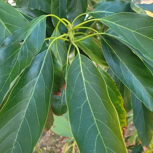 15+ Frische Bio-Avocadoblätter aus den USA. Handverlesen, wenn bestellt. Kostenloser Versand