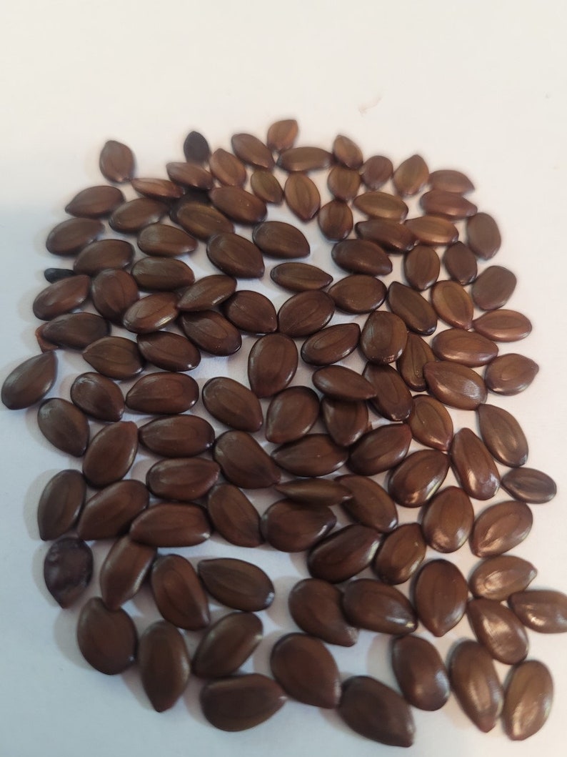 100 Organic Leucaena Leucocephala seeds Lead Tree, River tamarind, Ipil-Ipil ,Home grown in California USA, Harvested summer 2023 image 3