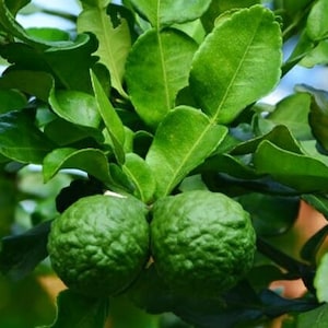 10+ Frische Kaffir Limetten Blätter (Makrut / Thai Limetten Blätter) Biologisch angebaut in CA,USA. Bei Bestellung handverlesen.