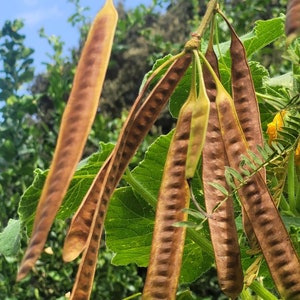 100 Organic Leucaena Leucocephala seeds Lead Tree, River tamarind, Ipil-Ipil ,Home grown in California USA, Harvested summer 2023 image 1