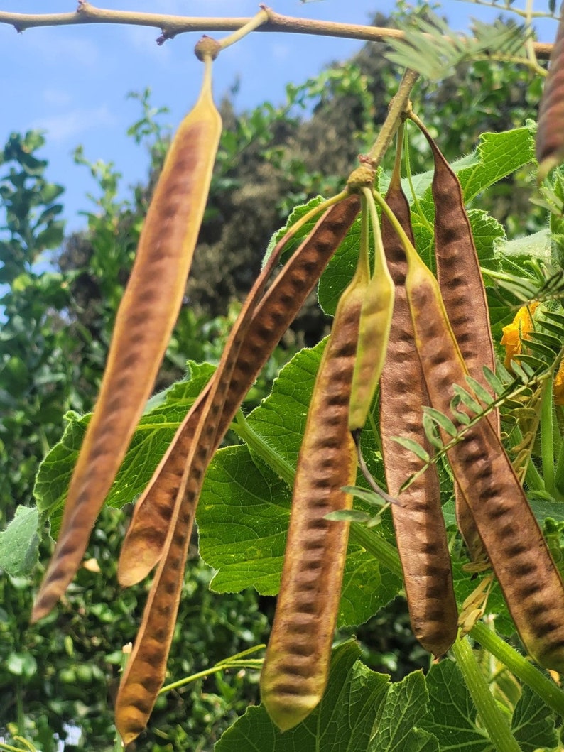 100 Organic Leucaena Leucocephala seeds Lead Tree, River tamarind, Ipil-Ipil ,Home grown in California USA, Harvested summer 2023 image 1