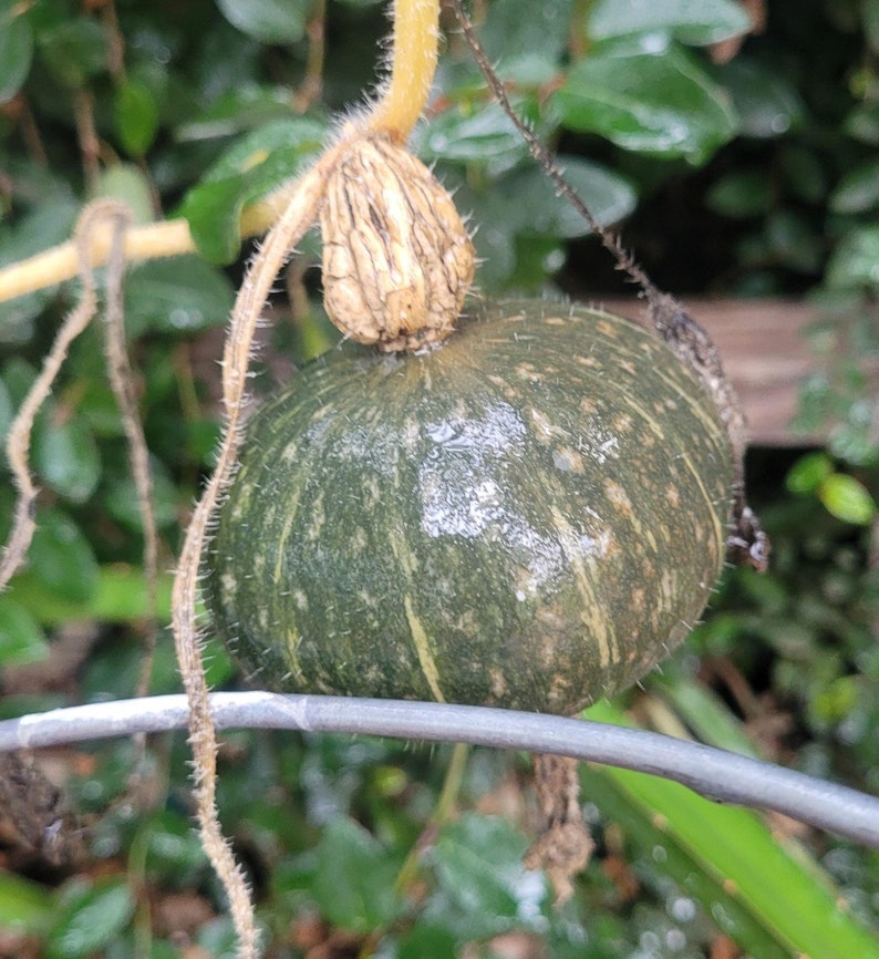 10 Graines De Courge Butternut - Le Grenier D'Abondance - Cucurbita Moschata - Goût Noisette