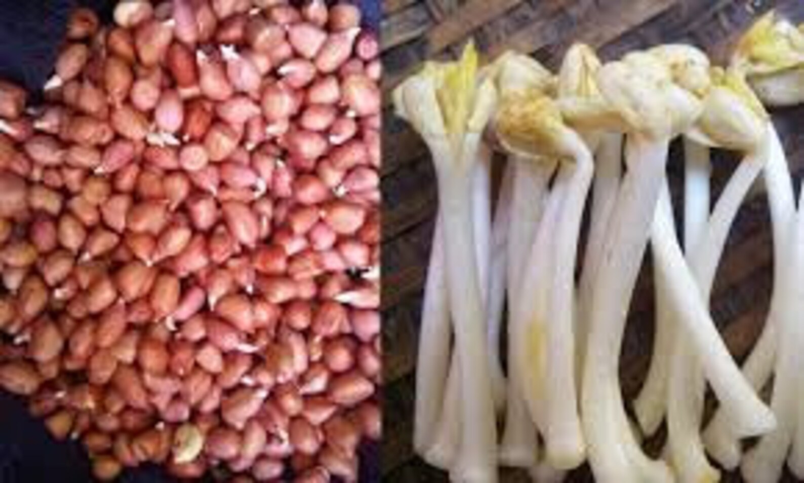 50 Spanish Peanuts Seeds for Planting High Rate Successful Etsy