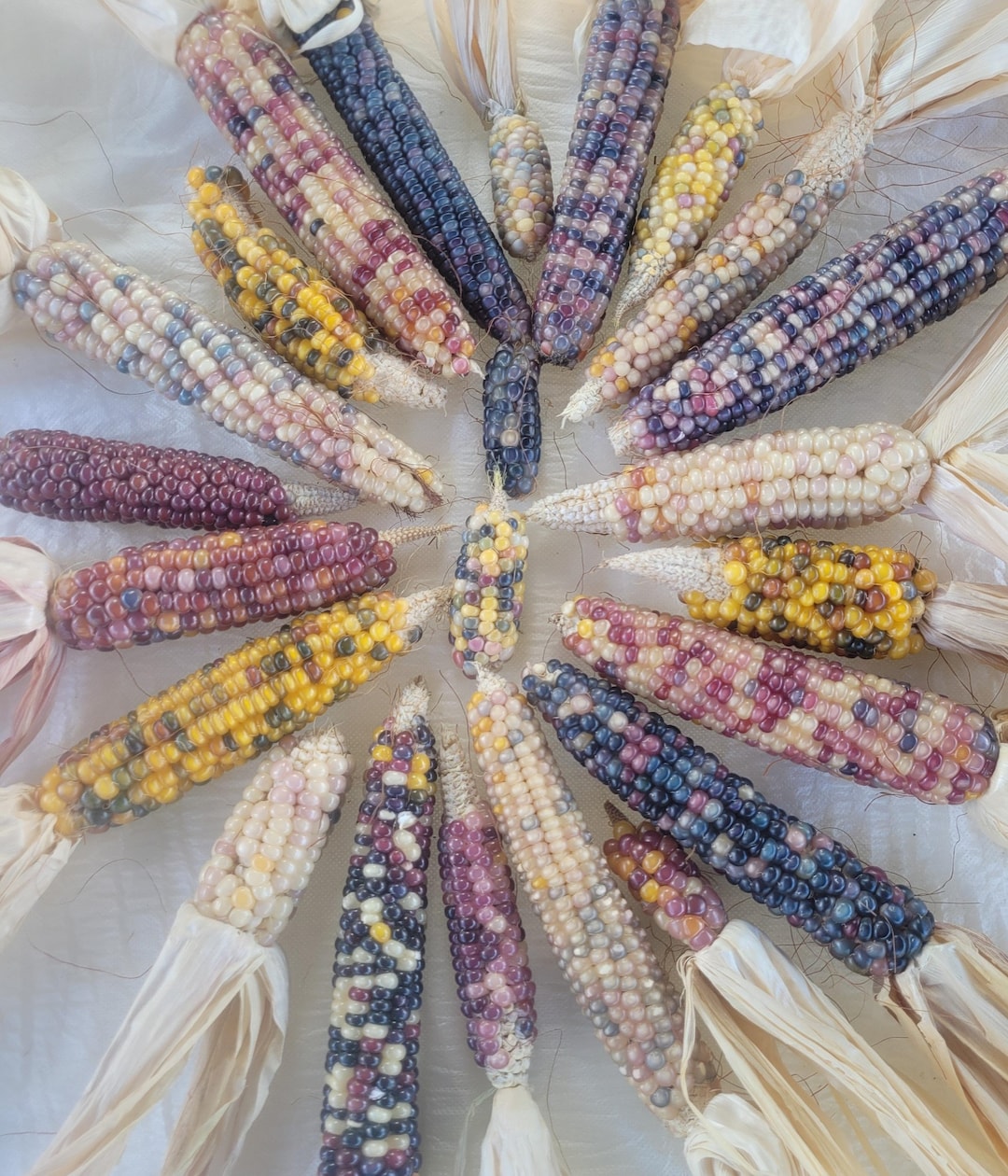 35 Glass Gem Indian Corn With Husks. Cobs Are 37 Inch. for Decoration