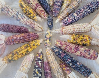3-5 Glass Gem Indian Corn with Husks. Cobs are 3-7 Inch. For Decoration, Ornament, Crafting .You can choose your own set. Home grown In CA