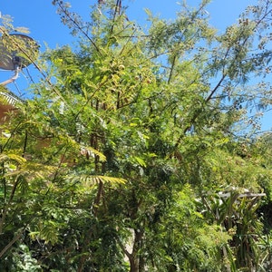 100 Organic Leucaena Leucocephala seeds Lead Tree, River tamarind, Ipil-Ipil ,Home grown in California USA, Harvested summer 2023 image 10