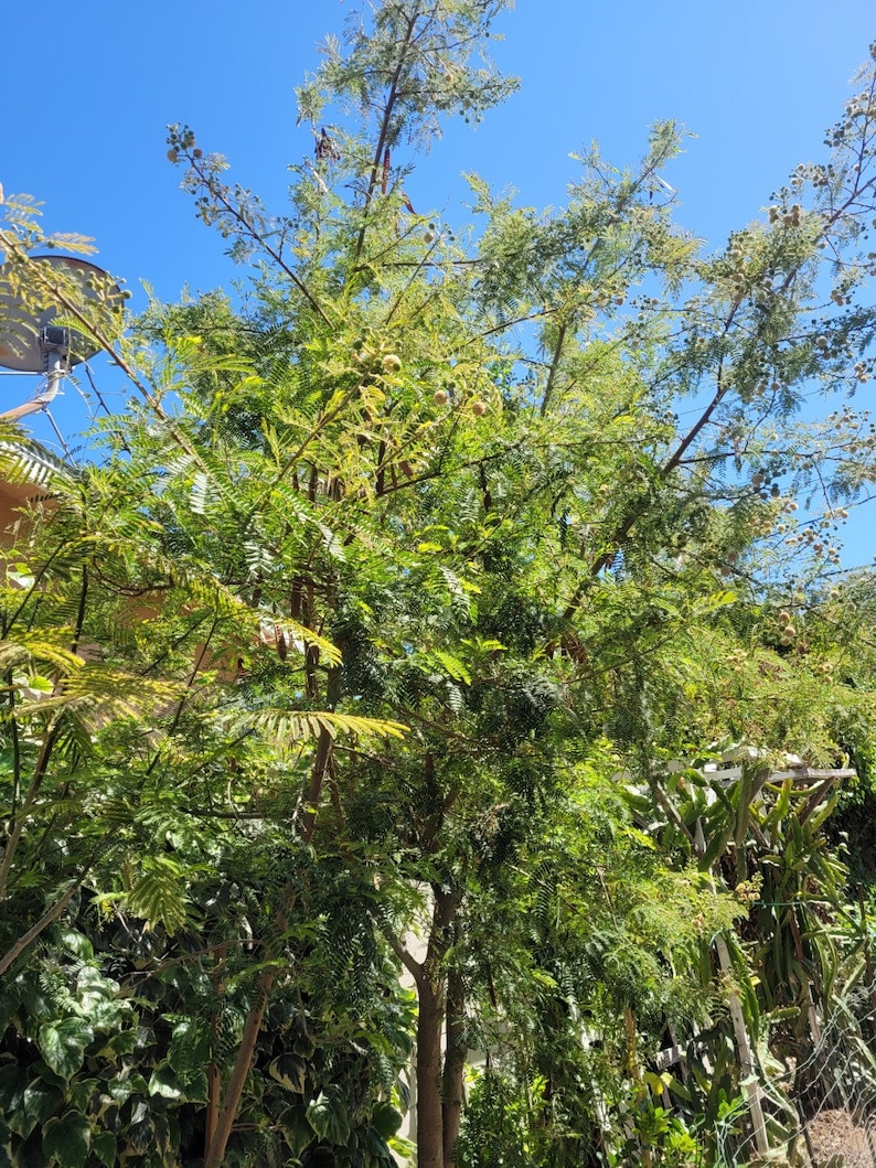 100 Organic Leucaena Leucocephala seeds Lead Tree, River tamarind, Ipil-Ipil ,Home grown in California USA, Harvested summer 2023 image 10
