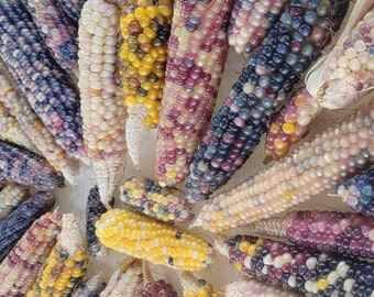 100+ Organic Glass Gem Corn Seeds. for Plant, Crafting.Home Grown In California, Harvested 2023,Free Shipping