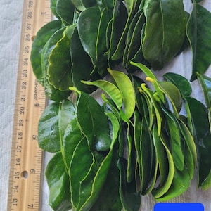 1 oz de feuilles de lime kaffir fraîches biologiques (makrut/thai Lime) 1 OZ ~ 20-30 feuilles, cultivées à la maison en Californie, États-Unis