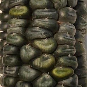May include: Close-up of a cob of blue corn. The kernels are a mix of dark blue and green, arranged in neat rows. The image highlights the texture and color variations of the corn.