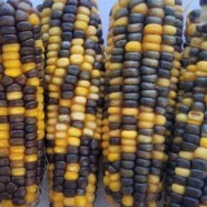 100+ Organic Bi color (Black, Purple, yellow)Waxy corn seeds. Home grown in California,Harvested in summer 2024.free shipping