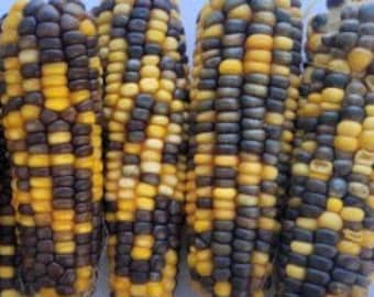 100+ Organic Bi color (Black, Purple, yellow)Waxy corn seeds. Home grown in California,Harvested in summer 2023.free shipping