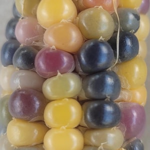 Könnte beinhalten: Nahaufnahme eines Maiskolbens mit Körnern in verschiedenen Farben, darunter Gelb, Blau, Lila und Weiß.