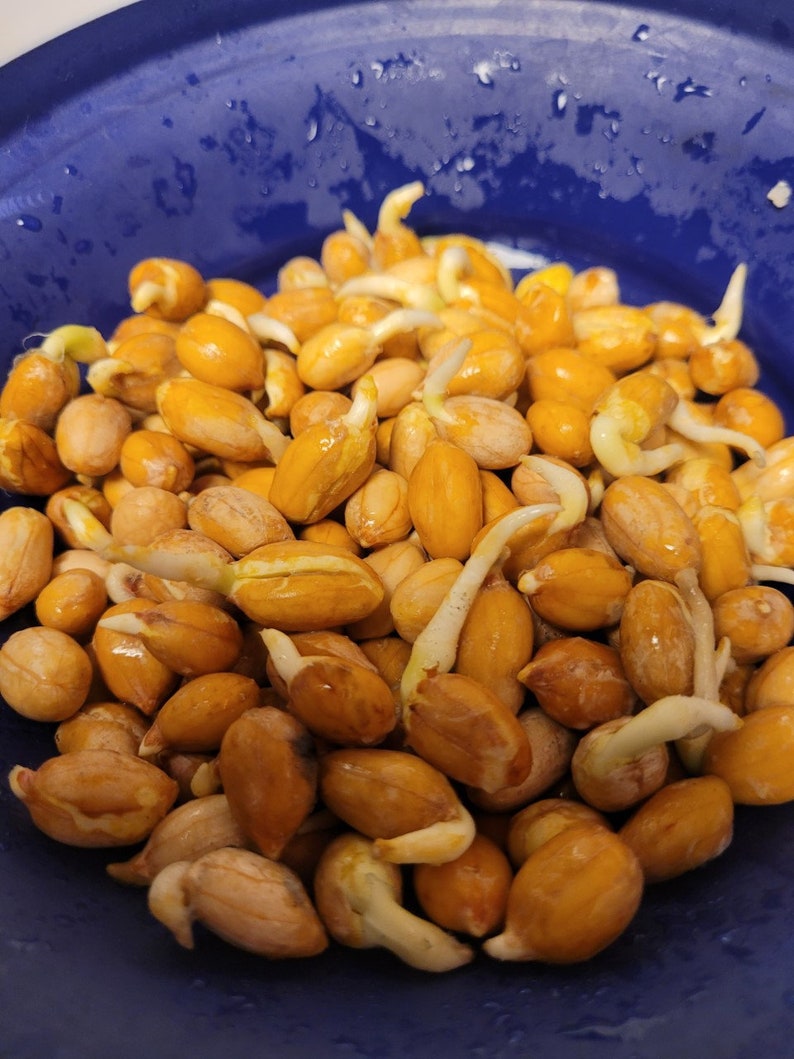 50 Spanish Peanuts Seeds for Planting High Rate Successful Etsy