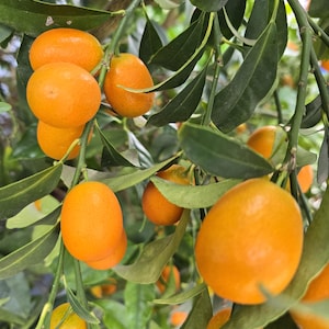 Può includere: Primo piano di un ramo di kumquat carico di frutti ovali maturi. I frutti sono di un colore arancione brillante, che contrasta con le foglie verde scuro. L'immagine cattura la consistenza naturale e i dettagli della frutta e del fogliame.
